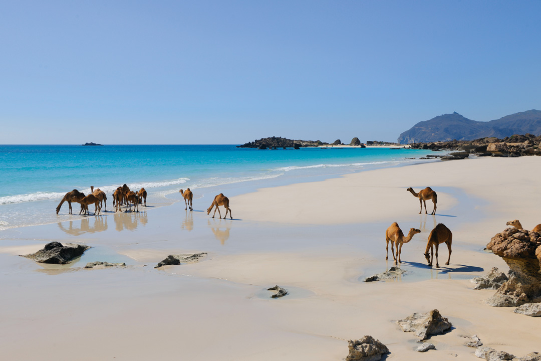 Visit Oman Booking Course